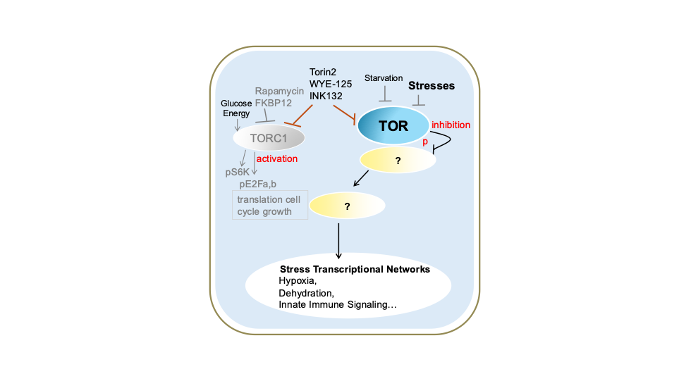 專任：卓星怡助理教授 TOR